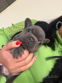 Bulldog francese occhi blu