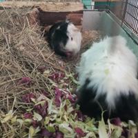 Coppia porcellini d'india