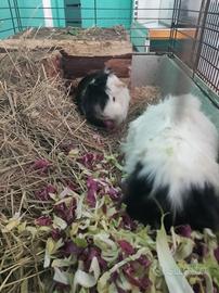 Coppia porcellini d'india