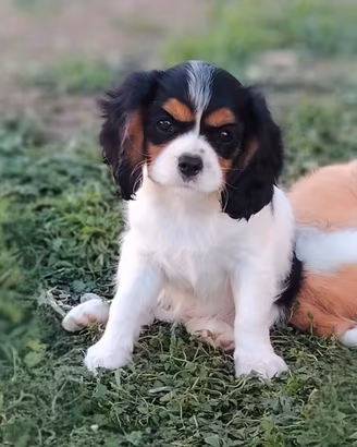 Cavalier King
