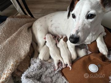 Cuccioli di Jack Russel