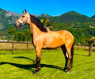 Cavalla Andalusa