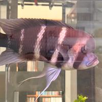 Cyphotilapia frontosa Burundi