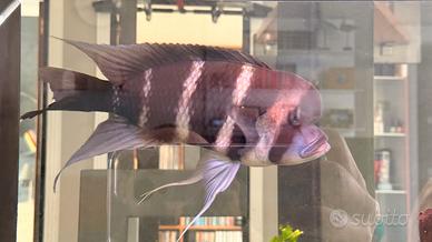 Cyphotilapia frontosa Burundi