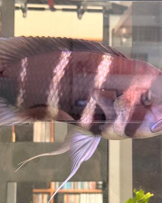 Cyphotilapia frontosa Burundi
