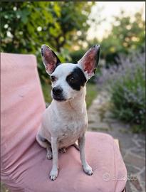 Cane chihuahua pincher