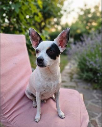 Cane chihuahua pincher