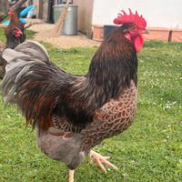 Gallo Wyandotte