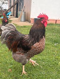 Gallo Wyandotte
