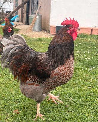 Gallo Wyandotte