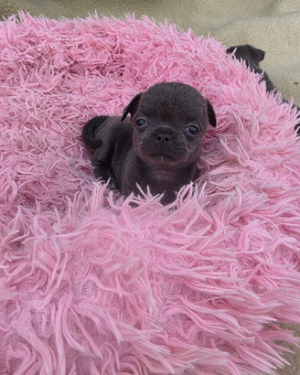 Chihuhuahua