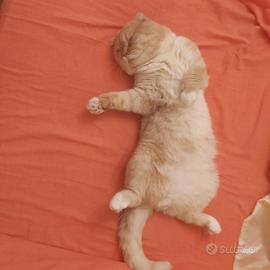 Gatto scottish da monta