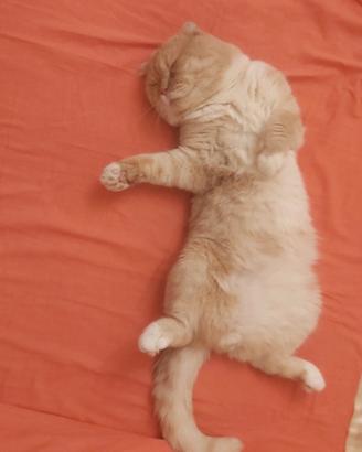 Gatto scottish da monta