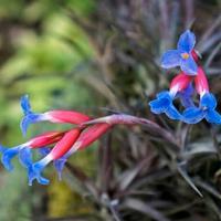 Pianta di tillandsia aeranthos