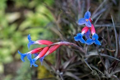 Pianta di tillandsia aeranthos