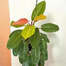 Philodendron Orange Prince