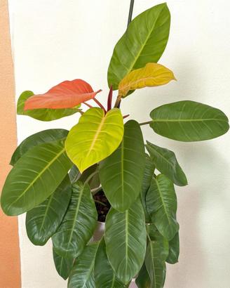 Philodendron Orange Prince