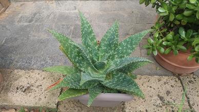 Aloe saponaria