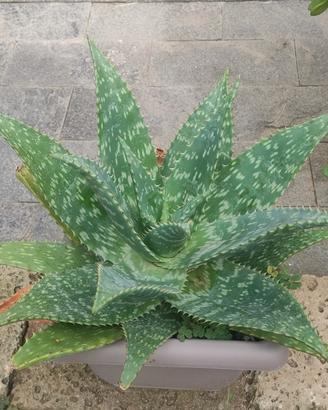 Aloe saponaria