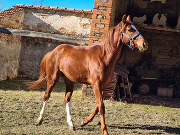 Cavallo