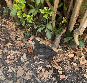 Gallo
