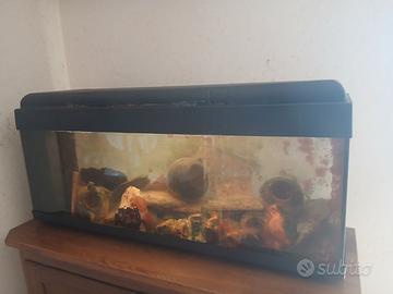 Acquario