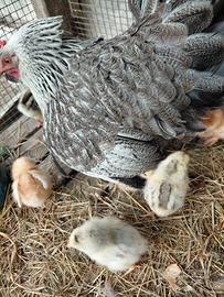 Pulcini ovaiole/padovane