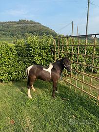 Pony femmina