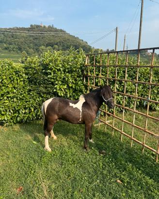 Pony femmina
