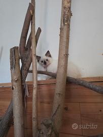 Cuccioli siberiano