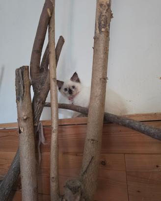 Cuccioli siberiano