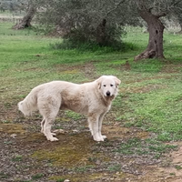 Cucciolone Maremmano desidera una famiglia