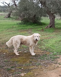 Cucciolone Maremmano desidera una famiglia