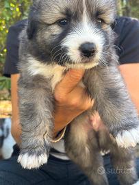 Splendido Cucciolo incrocio maschietto