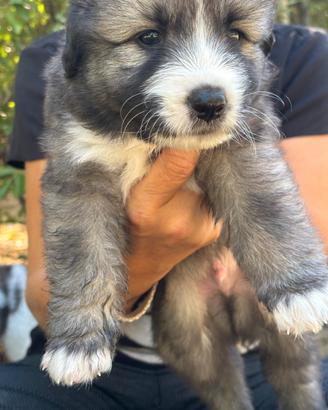 Splendido Cucciolo incrocio maschietto