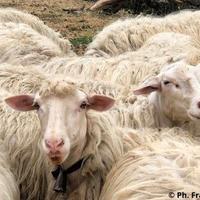 Ce.r.co Pecore razza sarda