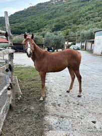 Puledra