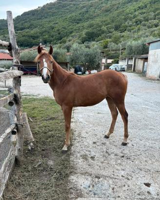 Puledra