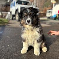 Cucciolo pastore australian shepherd