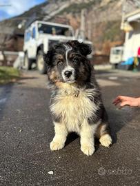 Cucciolo pastore australian shepherd
