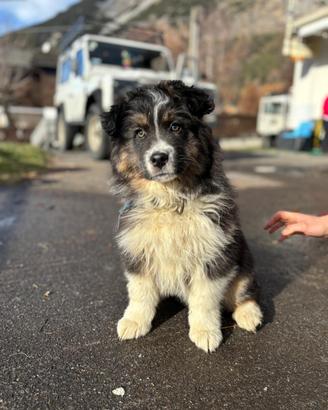 Cucciolo pastore australian shepherd