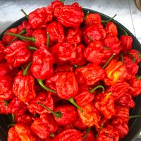 Peperoncini Carolina freschi per semi ecc 500 gr