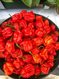 Peperoncini Carolina freschi per semi ecc 500 gr