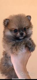 Spitz con pedigree Enci