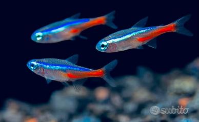 Neon (Paracheirodon innesi)