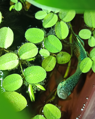Macropodus opercularis