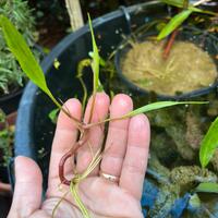 Pianta acquatica Ranuncolo di canna