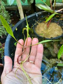 Pianta acquatica Ranuncolo di canna