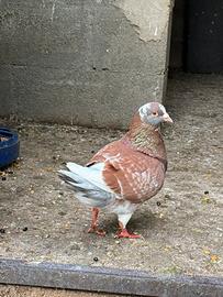 Piccioni