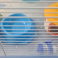 gabbietta per criceto 